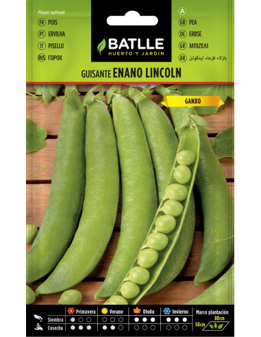 GUISANTE PAQUETE  100 LINCOLN BAJO