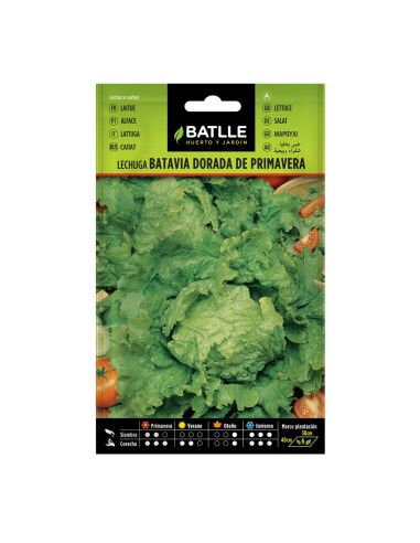 LECHUGA BATLLE SOB. 13709 BAT. D. PRIM