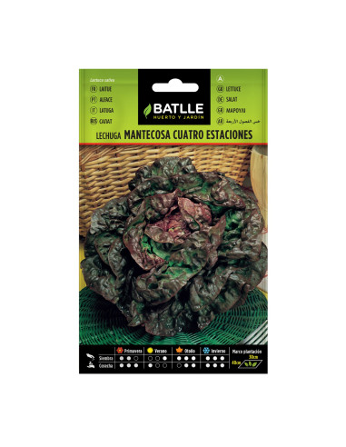 LECHUGA BATLLE SOB. 13716 4 ESTAC.