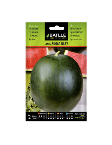 SANDIA BATLLE SOB. 15702 SUGAR BABY