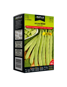 JUDIA PAQUETE  100 NASSAU ENANA