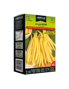 JUDIA PAQUETE  100 ILERDA-VOLTAGE ENANA