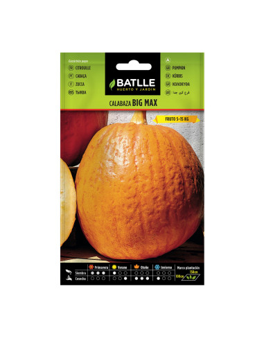 CALABAZA BATLLE BOLSA  11311 BIG MAX