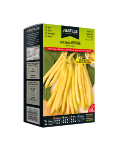 JUDIA PAQUETE  250 ILERDA-VOLTAGE ENANA