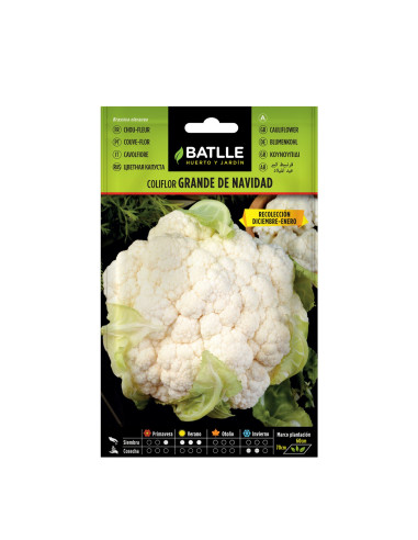 COLIFLOR BATLLE SOBRE 12302 GRANDE NAVIDAD