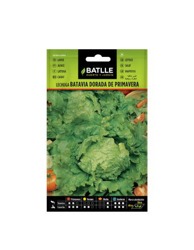 LECHUGA BATLLE SOBRE 13709 BATAVIA DORADA...