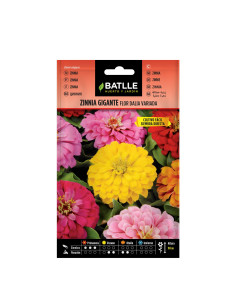 ZINNIA BATLLE SOBRE 97276 GIGANTE FLOR DALIA VARIADA