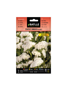 STATICE BATLLE SOB. 96705 SINUATA BLANCA