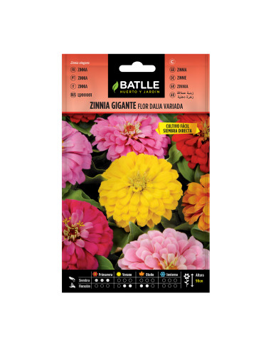 ZINNIA BATLLE SOB. 97276 GTE. DALIA