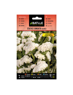 STATICE BATLLE SOB. 96705 SINUATA BLANCA