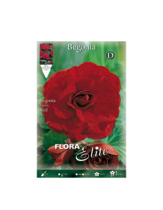 BATLLE BEGONIA DOBLE 809279 MEZCLA COLORES