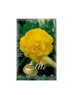 BEGONIA DOBLE 808227 AMARILLO