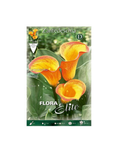 Batlle Bulbo Calla Amarilla Base Naranja 816208