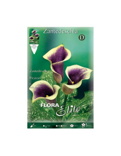 Batlle Bulbo Calla Picasso Violeta 519154