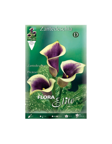 Batlle Bulbo Calla Picasso Violeta 519154