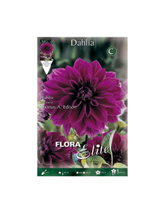 Batlle Bulbo Dalia Cactus Azul Violeta 659546