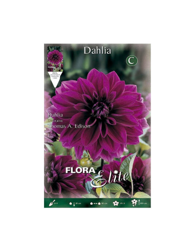 Batlle Bulbo Dalia Cactus Azul Violeta 659546