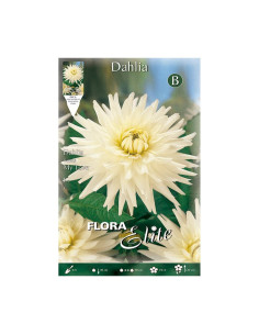 Batlle Bulbo Dalia Cactus Blanca 648342