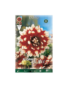 Batlle Bulbo Dalia Decorativa Roja Punta Blanca 616846