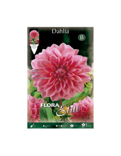 Batlle Bulbo Dalia Decorativa Rosa Flor Grande 643446