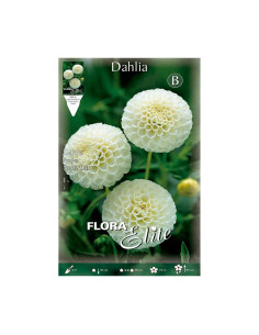 Batlle Bulbo Dalia Pom-Pom Blanca 616143