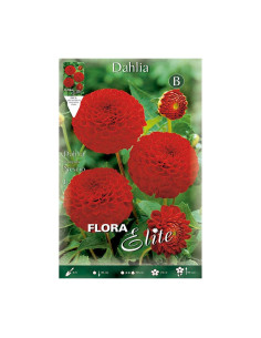 Batlle Bulbo Dalia Pom-Pom Roja 649745