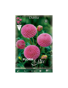 Batlle Bulbo Dalia Pom-Pom Rosa 654992