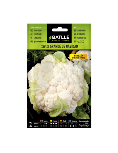 COLIFLOR BATLLE SOBRE 12302 GRANDE NAVIDAD