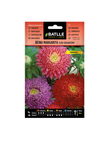 REINA MARGARITA BATLLE SOBRE 92954 FLOR CRISANTEMO