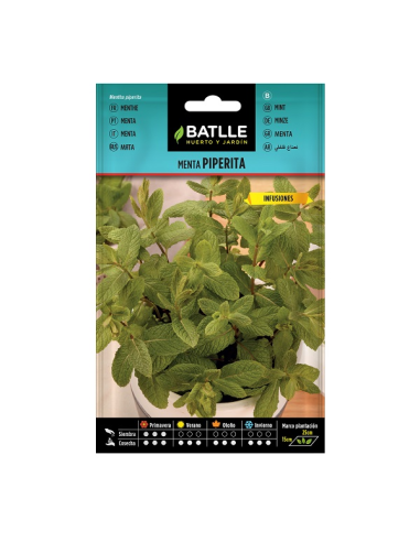 MENTA BATLLE SOBRE 97305 PIPERITA